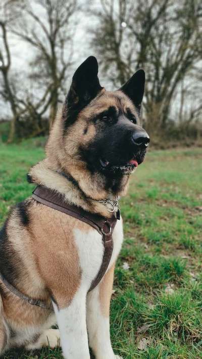 American Akita-Beitrag-Bild