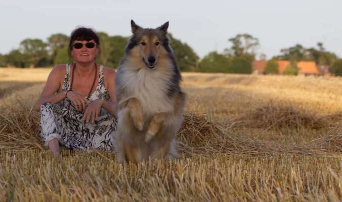 Collies gesucht-Beitrag-Bild