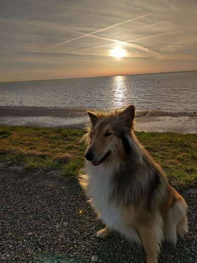 Collies gesucht-Beitrag-Bild