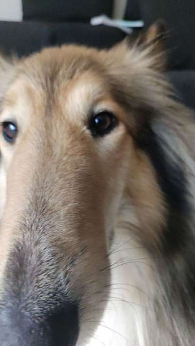 Collies gesucht-Beitrag-Bild