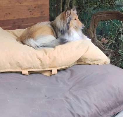 Collies gesucht-Beitrag-Bild