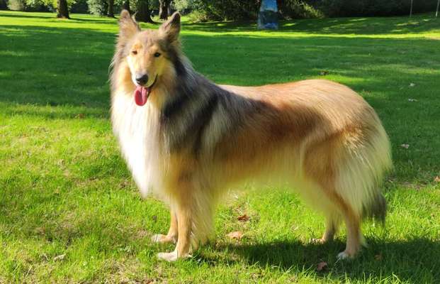 Collies gesucht-Beitrag-Bild