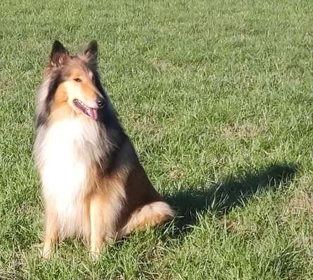 Collies gesucht-Beitrag-Bild