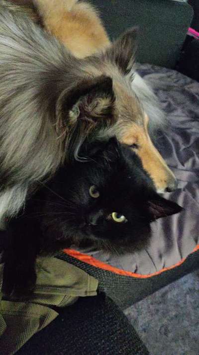 Collies gesucht-Beitrag-Bild