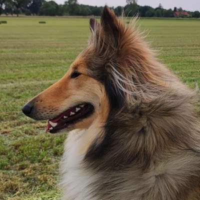 Hundetreffen-Treffen in Neukirchen-Vluyn-Bild