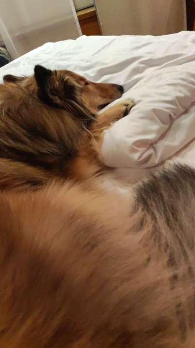 Collies gesucht-Beitrag-Bild