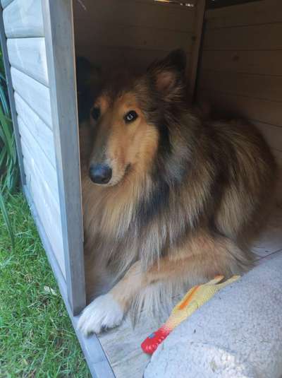Collies gesucht-Beitrag-Bild