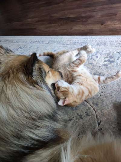 Collies gesucht-Beitrag-Bild