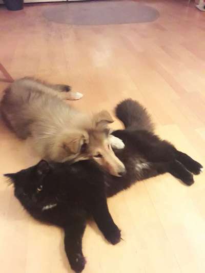 Collies gesucht-Beitrag-Bild