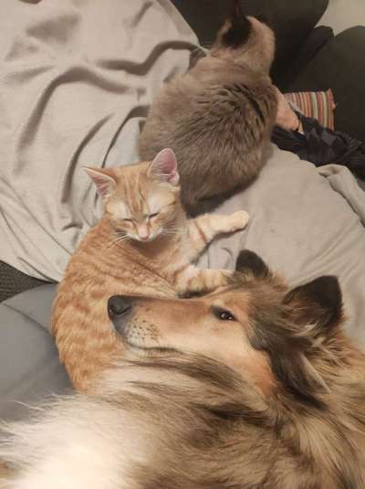 Collies gesucht-Beitrag-Bild