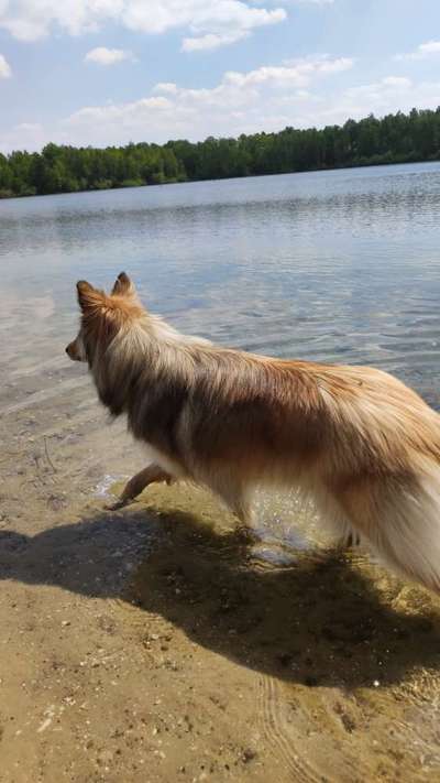 Collies gesucht-Beitrag-Bild