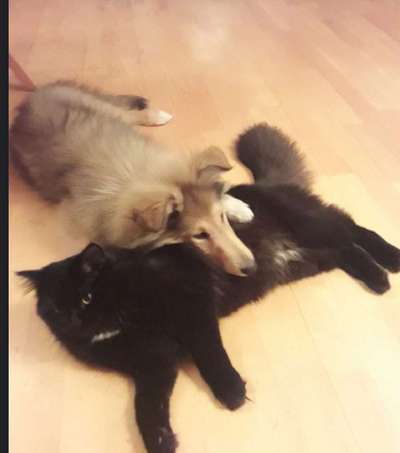 Collies gesucht-Beitrag-Bild