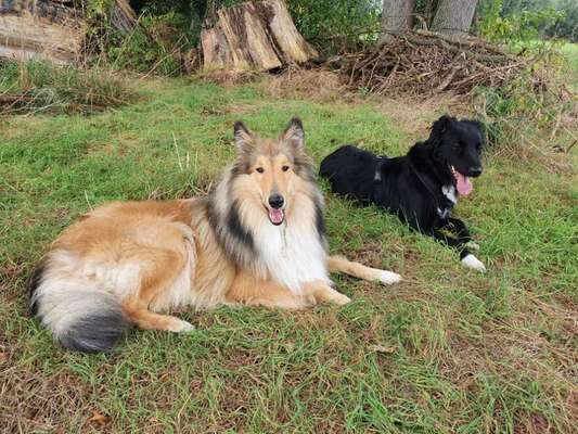 Collies gesucht-Beitrag-Bild