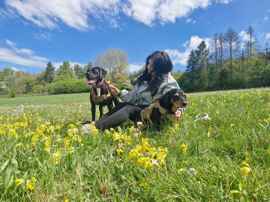 Hundetreffen-Gemeinsame Spaziergänge-Bild