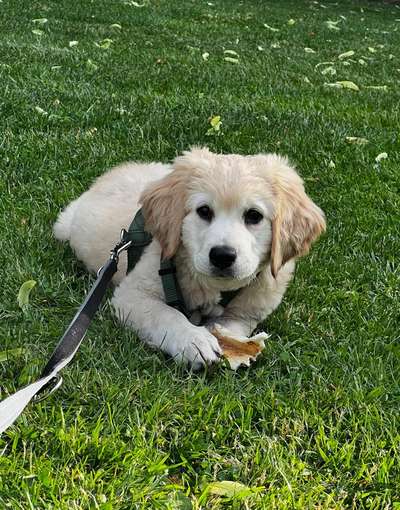 Welpen Bilder !-Beitrag-Bild