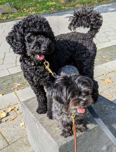 Die Dogorama Kalender Challenge Titelbild-Beitrag-Bild