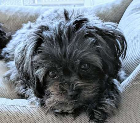 Rassen und ihre Eigenschaften-Beitrag-Bild