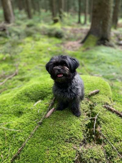 Die Dogorama Kalender Challenge Titelbild-Beitrag-Bild