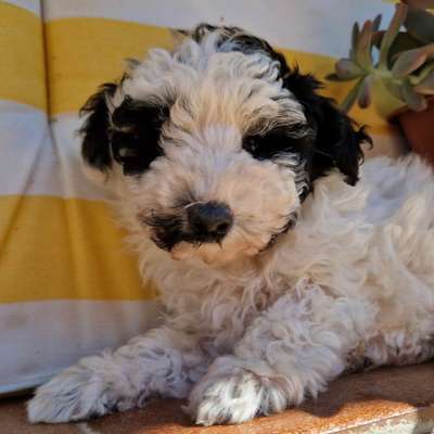 Hundetreffen-Toypudeltreff Tübingen