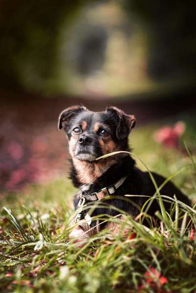 Die Dogorama Kalender Challenge Titelbild-Beitrag-Bild