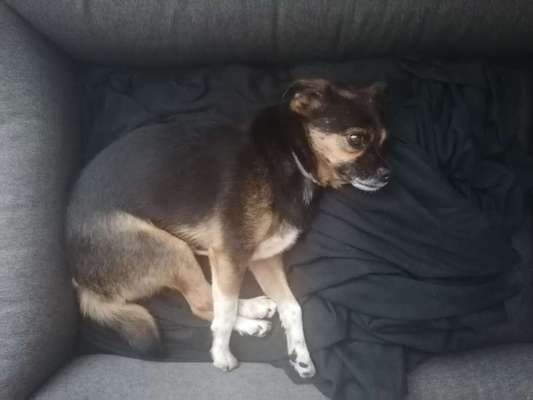 Zeigt eure verrücktesten Hundebilder-Beitrag-Bild