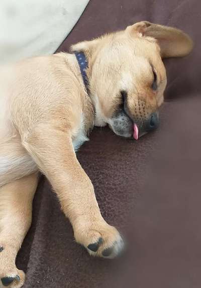 Welpen Bilder !-Beitrag-Bild