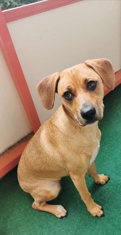 Rhodesian Ridgeback-Beitrag-Bild