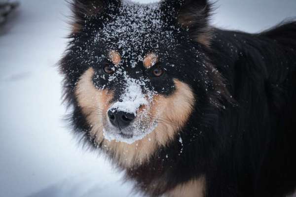 💖😊Das ALLERSCHÖNSTE Foto von deinem Hund💖😊-Beitrag-Bild