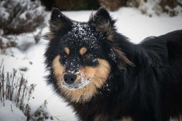 Seltene Rassen!-Beitrag-Bild