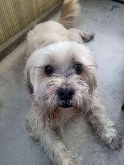 Hundetreffen-Gassi Runde in Cotta-Bild