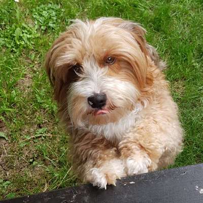 Die Dogorama-Wochen-Challenge "Die schönste Grimasse"-Beitrag-Bild