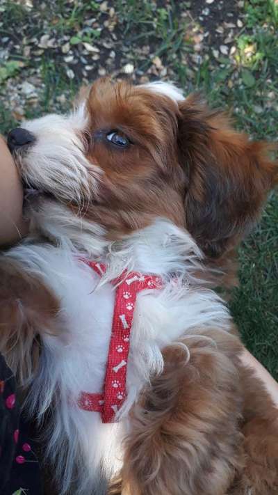 Welpen Bilder !-Beitrag-Bild