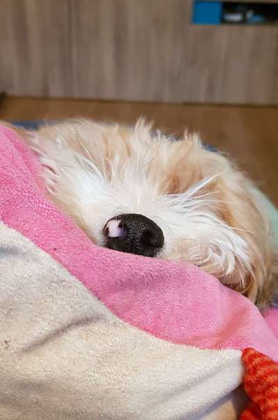 Zeigt her eure Hundenasen-Beitrag-Bild