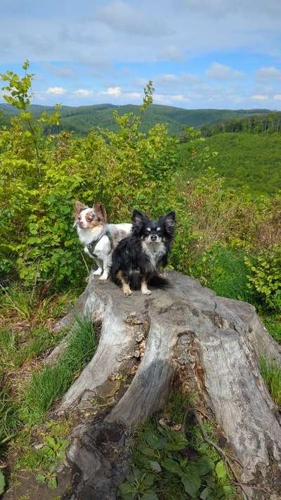 Hundetreffen-Am Roan Kleinhundespaziergang-Bild