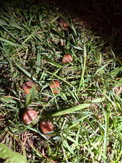 Giftköder-Wurststückchen am linken Rand bergauf-Bild