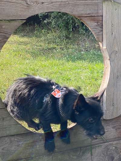 Die Dogorama Wochen Challenge-Beitrag-Bild