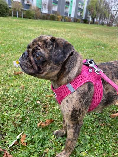 Fotochallange 63: "Dein blühendes Hündchen"-Beitrag-Bild