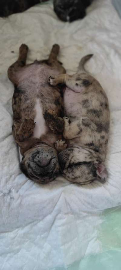 Die Dogorama Wochen Challenge-Beitrag-Bild