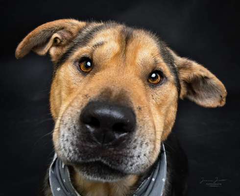 Shar Pei Mischlinge-Beitrag-Bild