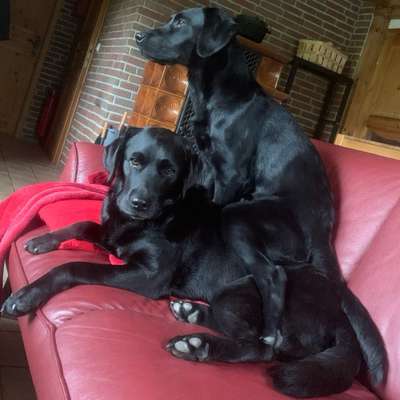 Hundetreffen-Gassi gehen-Profilbild