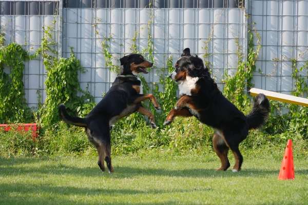 Die Dogorama Wochen Challenge-Beitrag-Bild