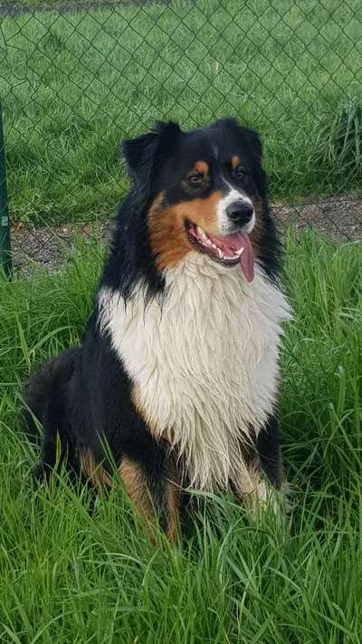 Australian Shepherd Freunde/innen-Beitrag-Bild