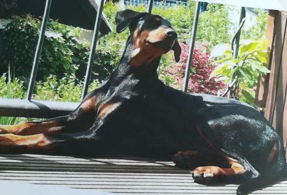 Liebhaber des Deutschen Pinscher gesucht.-Beitrag-Bild