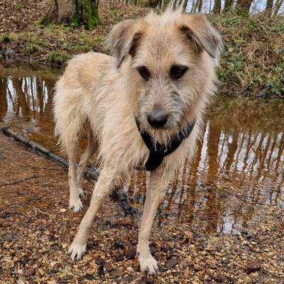 Hundetreffen-Suche Hundekumpel oder Kumpeline für regelmäßige Spaziergänge