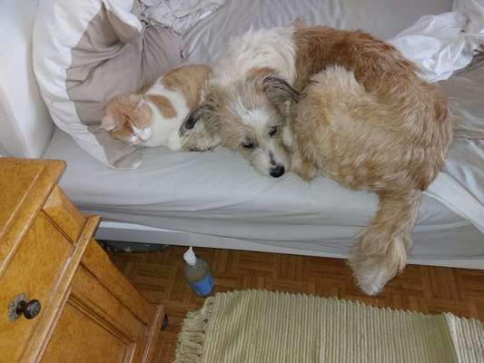 Hundetreffen-Treffen mit anderen zur Sozialisierung-Bild