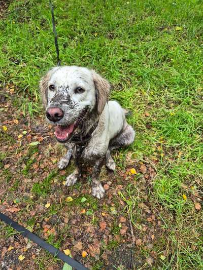 Hundetreffen-Spiel und Gassi Freunde gesucht-Bild