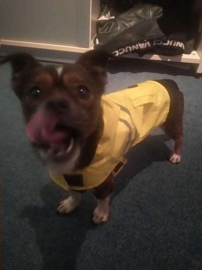 Die Dogorama Wochen Challenge-Beitrag-Bild