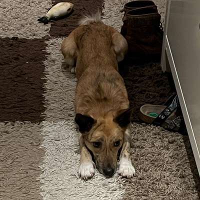 Hundetreffen-Regelmäßige Gassi Runde abends-Bild