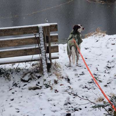 Hundetreffen-Social Walk Gruppe Freising-Bild