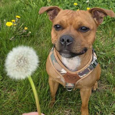 Hundetreffen-Spielfreunde gesucht-Bild